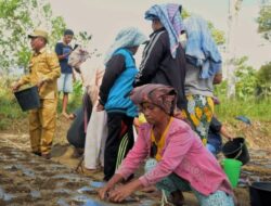 Poktan Tani Makmur Tanam Perdana Bawang Merah di Jumantuang Siempat Nempu