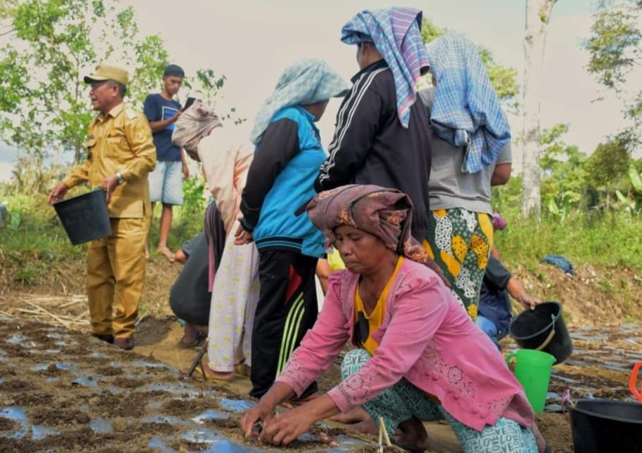 Tanam bawang merah bersama dengan Kelompok Tani Makmur di Desa Jumantuang.(foto/istimewa)