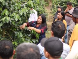 Tingkatkan Produksi Kopi, Poktan Dalan Mende Studi Banding ke Desa Bangun