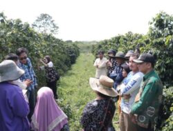 Kelompok Tani di Dairi Berbagi Ilmu Bertani Kopi