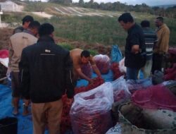 Panen Raya Cabai Dari Parbuluan Tiba Kantor Gubernur Sumut