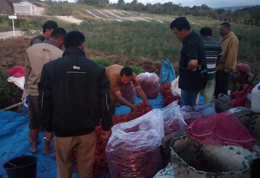 Hasil panen cabai di Kawasan Pertanian Terpadu (KPT) Parbuluan.(foto/istimewa)