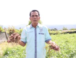 Budidaya Bawang Merah Dari Desa Bangun Parbuluan Berhasil