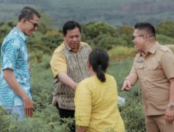 Bupati Dairi Tinjau Kawasan Pertanian Terpadu Parbuluan