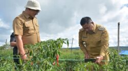 Bupati Dairi (kana) tinjau tanaman cabai di Kawasan Pertanian Terpadu Parbuluan (foto/istimewa)