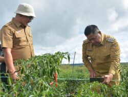 Bupati Dairi Tinjau Lahan Cabai di Kawasan Pertanian Terpadu Parbuluan