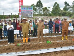 Eddy Berutu Tanam Cabai Bersama Kelompok Suka Tani dan Serahkan Bantuan Alat Pertanian