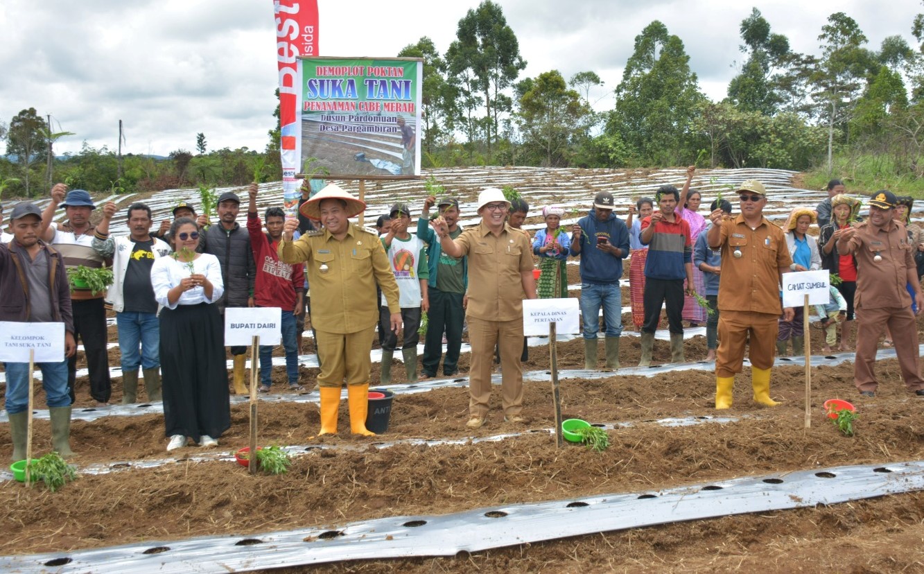 Tanam cabai bersama Kelompok Tani Suka Tani.(foto/istimewa)