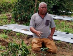 Petani di Dairi Mulai Terapkan High Density Planting untuk Demplot Kopi