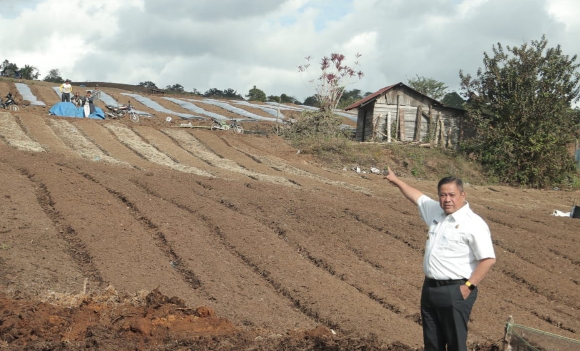 Bupati Dairi Eddy Berutu di lokasi Lahan Pertanian Terpadu Parbuluan.(foto/ist)