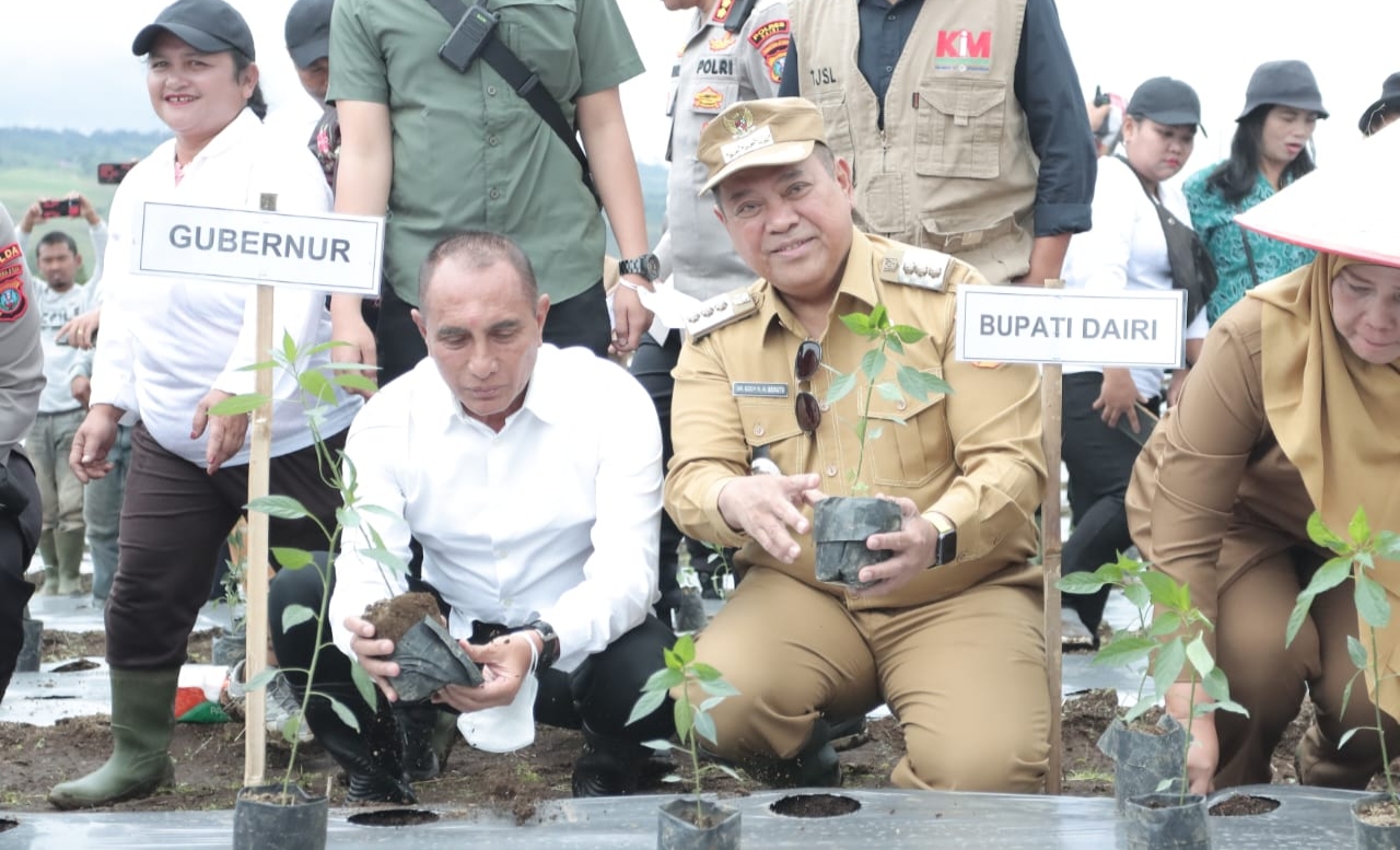Gubernur Sumatera Utara Eddy Rahmayadi bersama Bupati Dairi tanam cabai di Kawasan Pertanian Terpadu (KPT) Parbuluan.(foto/ist)