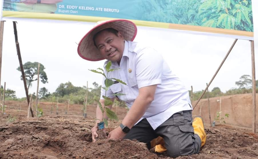 Bupati Dairi Eddy Berutu tanam kopi di lokasi Kawasan Pertanian Terpadu (KPT) Parbuluan.(foto/ist)