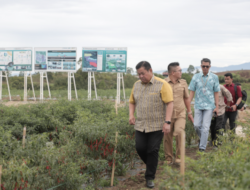 Eddy Berutu Impementasikan Konsep Pertanian Presiden Jokowi “Agri Unggu”