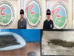 Polres Dairi Ringkus 4 Pria Miliki Ganja, 2 Masih Dibawah Umur