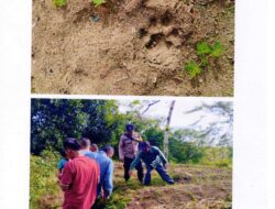 Heboh Penemuan Jejak Kaki Harimau, Pemkab Dairi Imbau Masyarakat agar Waspada