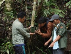 Dugaan Jejak Kaki Harimau, Pemerintah Kabupaten Dairi – BBKSDA Pasang Kamera Trap