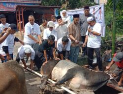 RKBN & KBSB Sembelih 4 Ekor Sapi Kurban, 700 Paket Daging Dibagikan ke Warga Siantar
