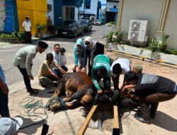PLN Siantar Tebar Kepedulian Antar Sesama, Salurkan 150 Paket Daging Qurban Idul Adha 1447 H