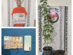 Jemur Pohon Ganja di Teras Rumah Lupa Memasukkan, Pemilik Serta Ganja Kering 7 Ons Diamankan Polisi