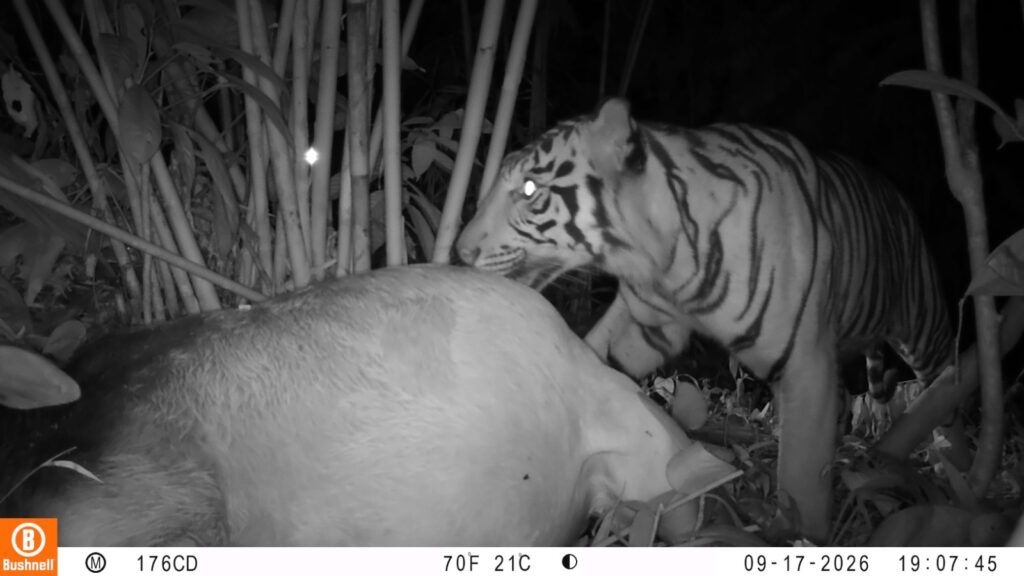 foto:kemunculan satwa yang diduga harimau Sumatera (Panthera tigris sumatrae).(ist)