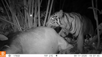 foto:kemunculan satwa yang diduga harimau Sumatera (Panthera tigris sumatrae).(ist)